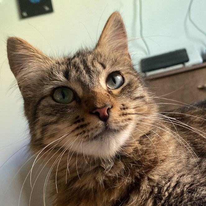 -Caos Ana J&uacute;lia Cardoso