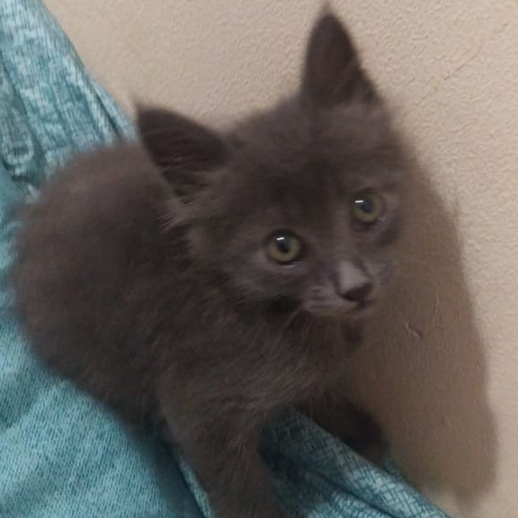 Simba Brenda Edieli