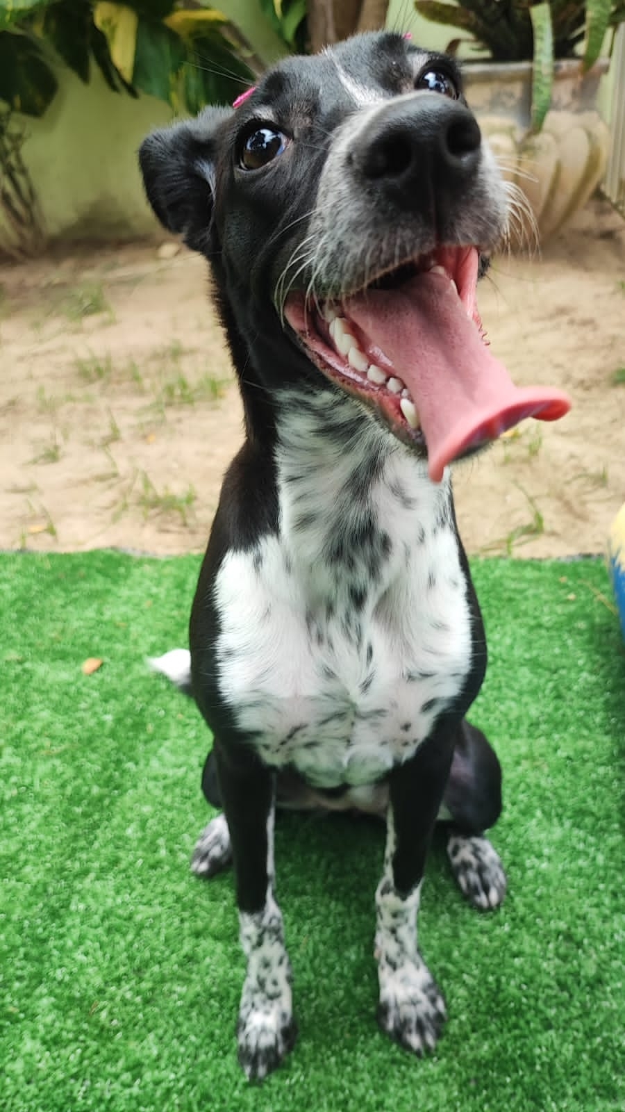 Layla Maxsuelen Gonçalves 