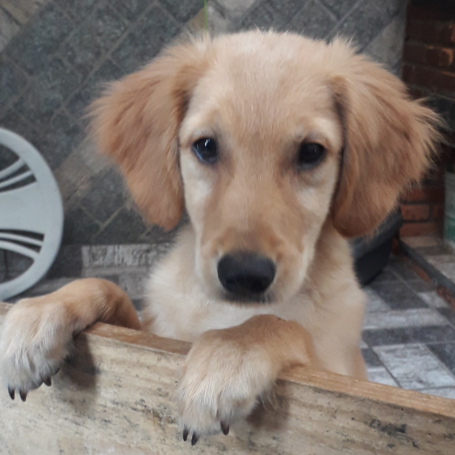 Alan Silva Joyce Gon&ccedil;alves da Silva 