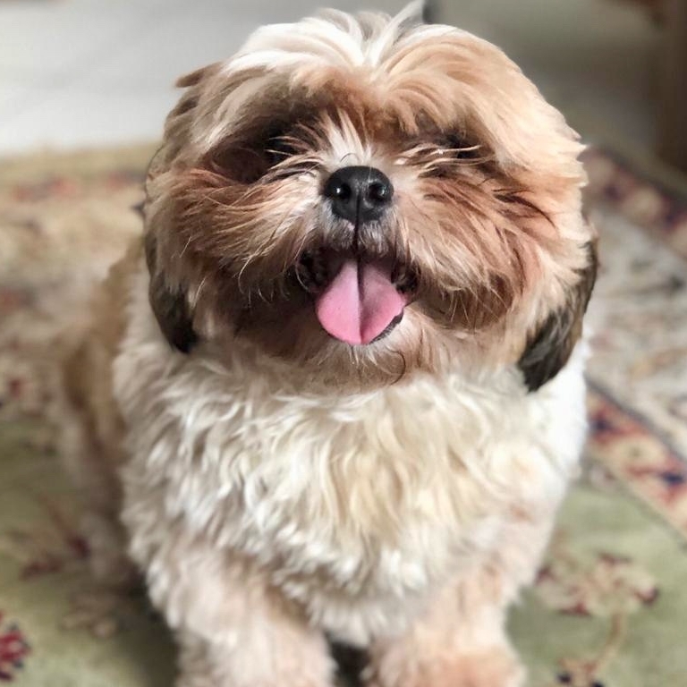 -Chewbacca Felipe Duarte Trein