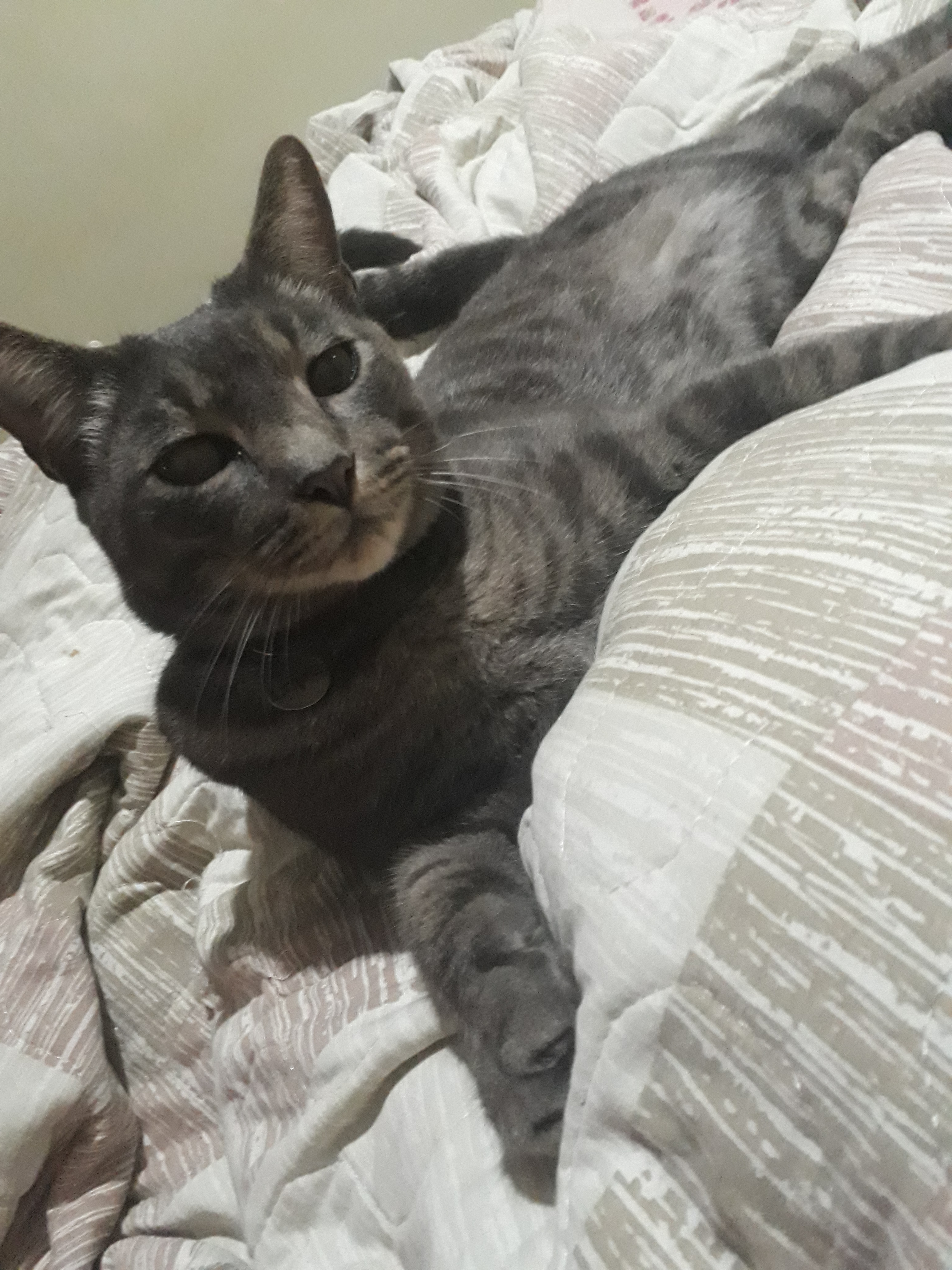 Lepe Angelica Borduchi Carvalho 