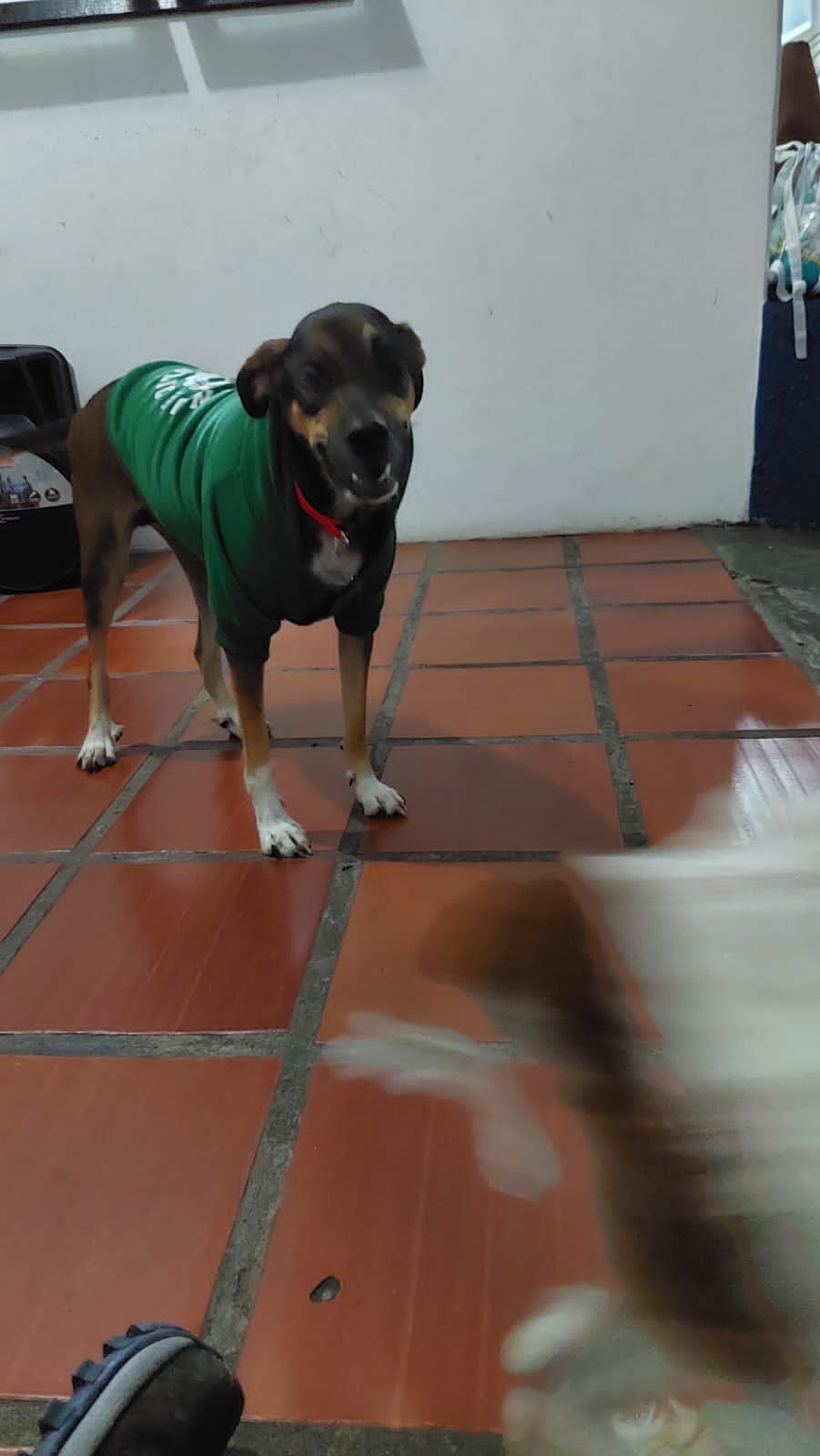 Wadu  Déborah Azevedo