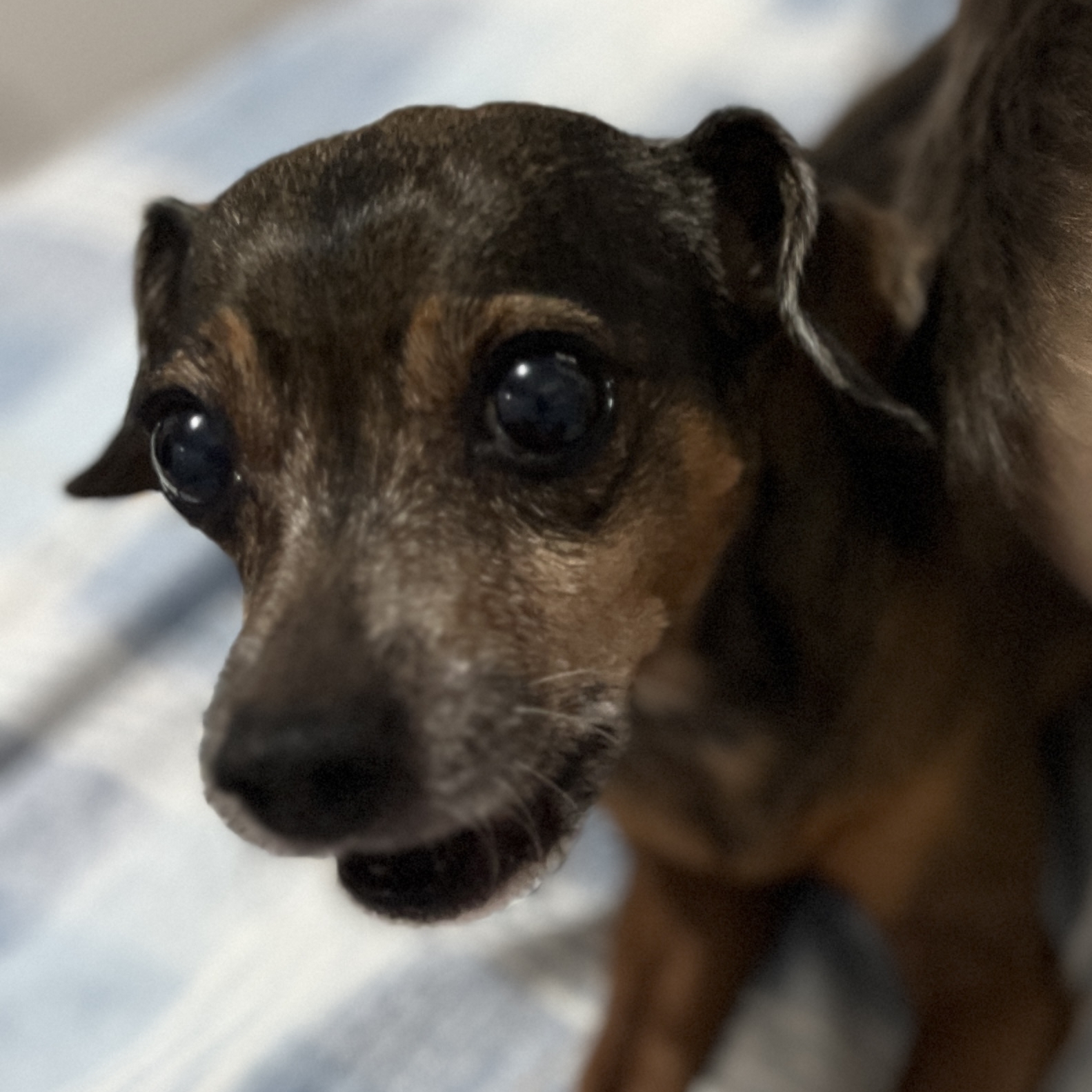 Melissa Falc&atilde;o Roberta