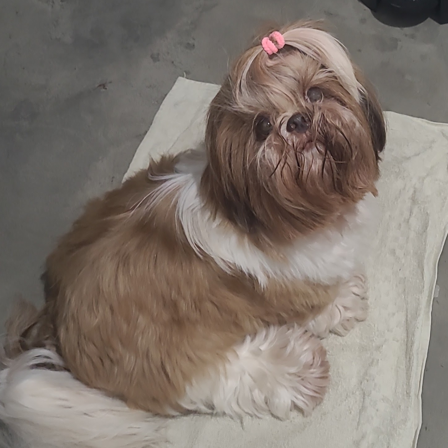 Maggie Valena Oliveira Gomes