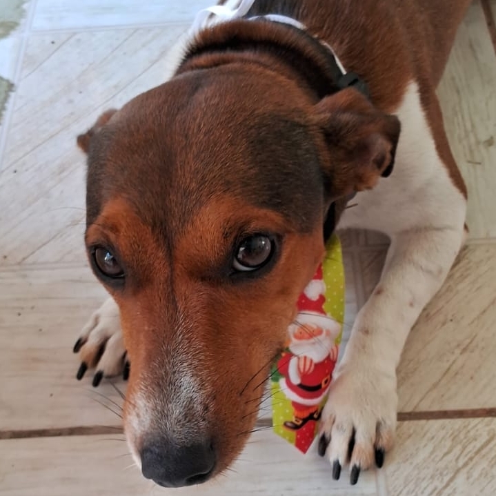 Pet Saqua RJ  Luiz Augusto Lars 