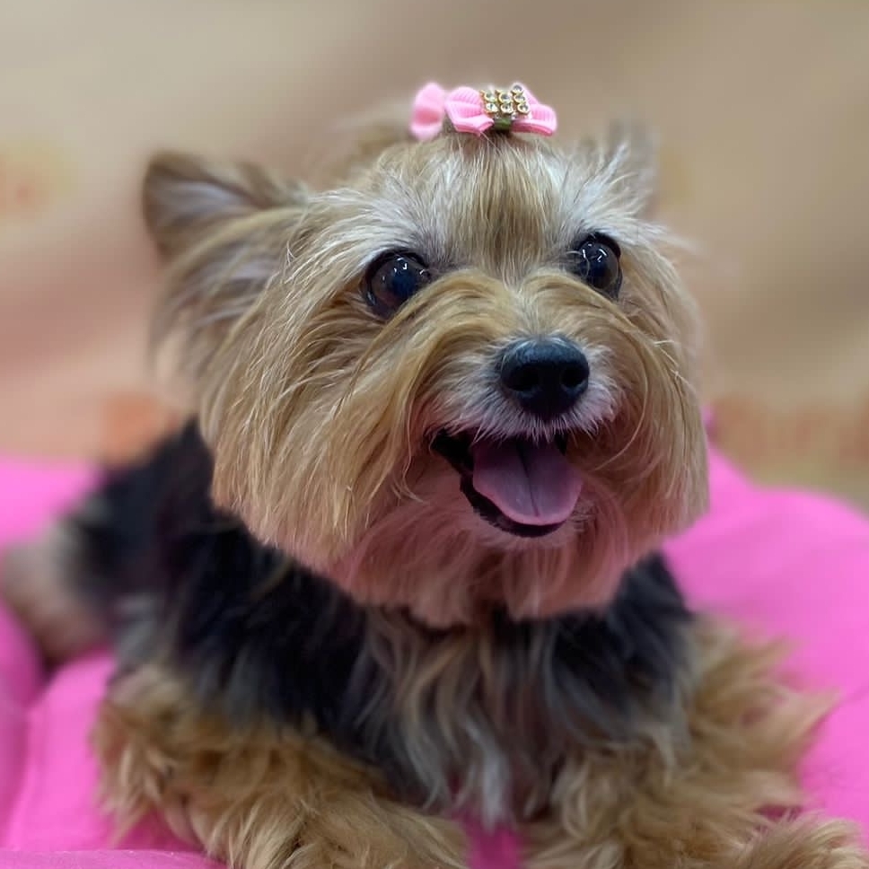 -Pirigueti  Aline BURATTO dias