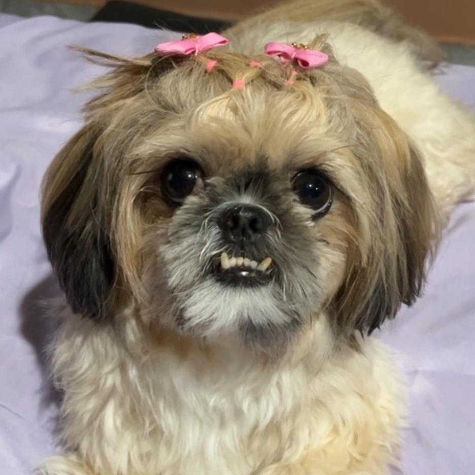 Amora Ana Clara