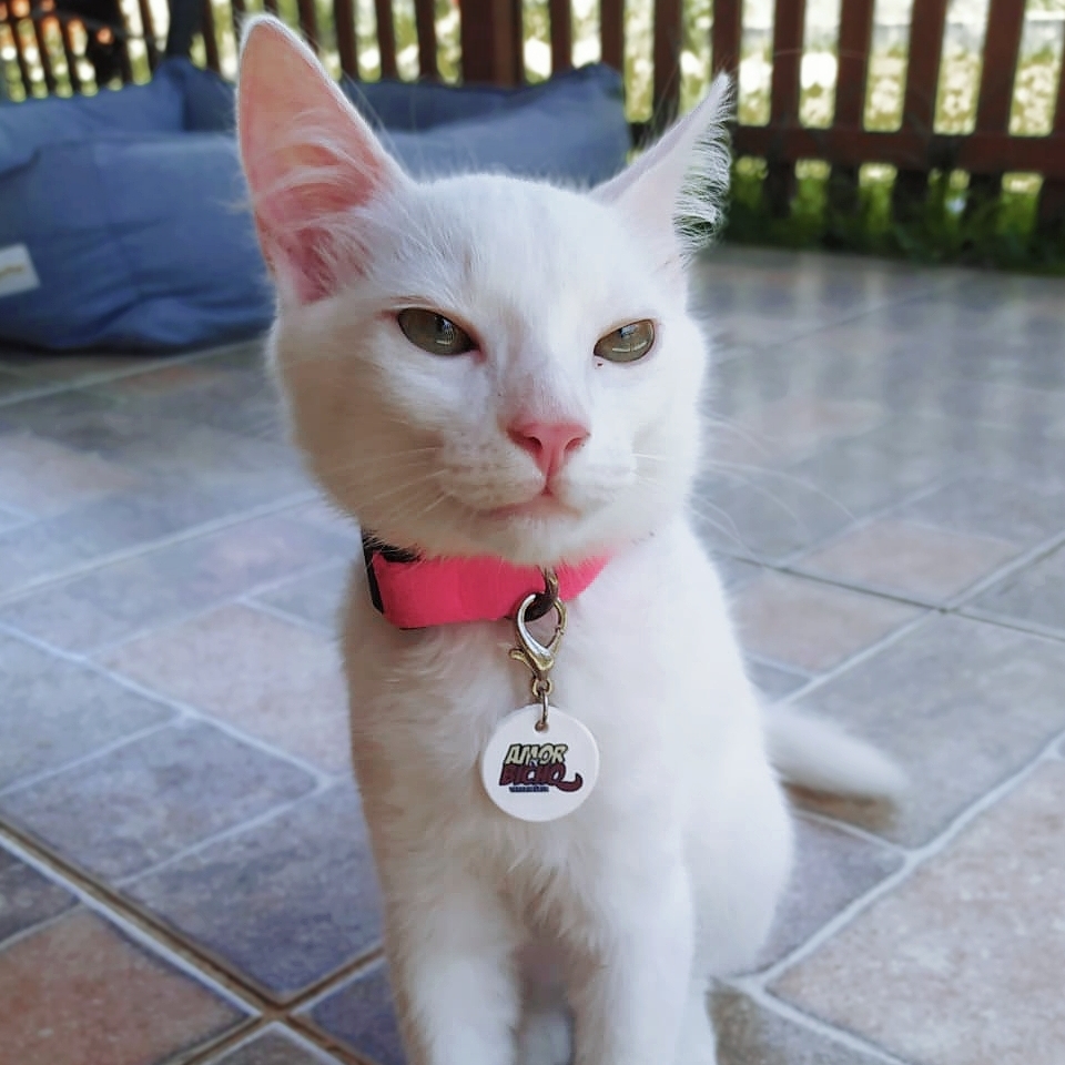 Nalla Bruno Romano 