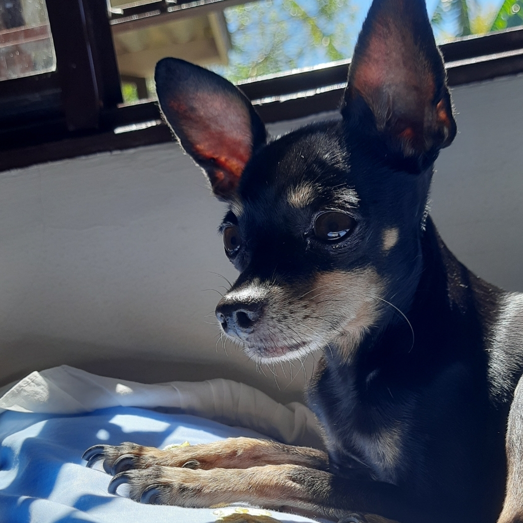 Amora Sofia Ferreira