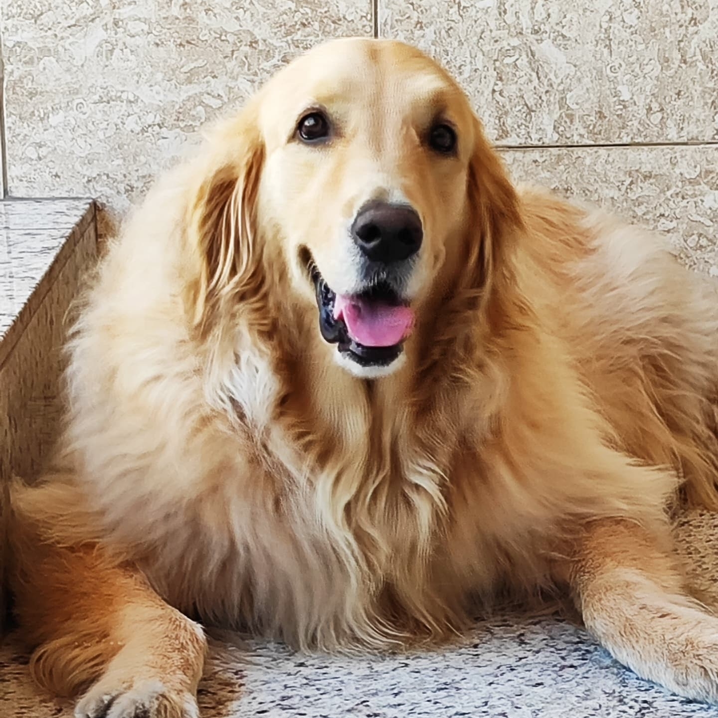 -Apolo Veiga Facella Teixeira Gabriela