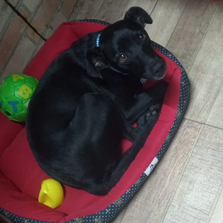 Pretinho Yasmin