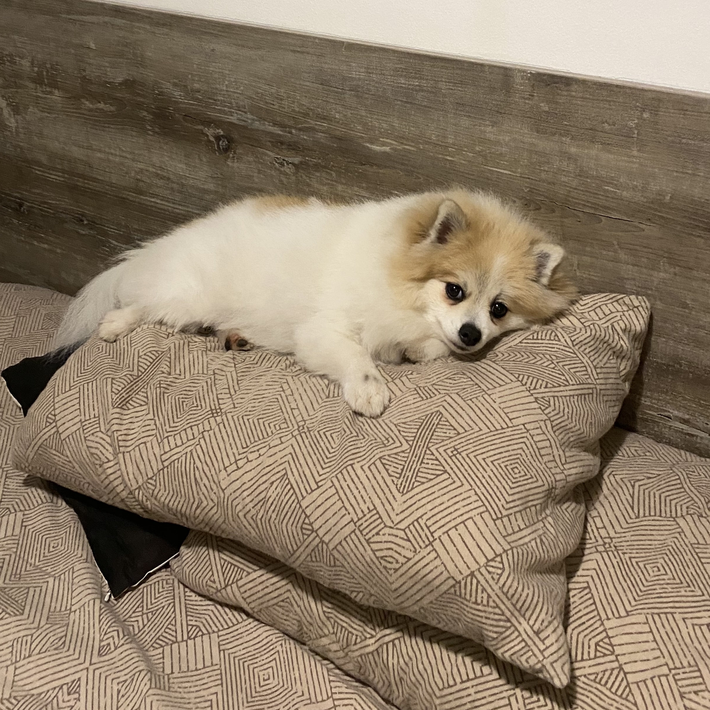 Theobaldo (Theo) Lidiane Luiz Dias