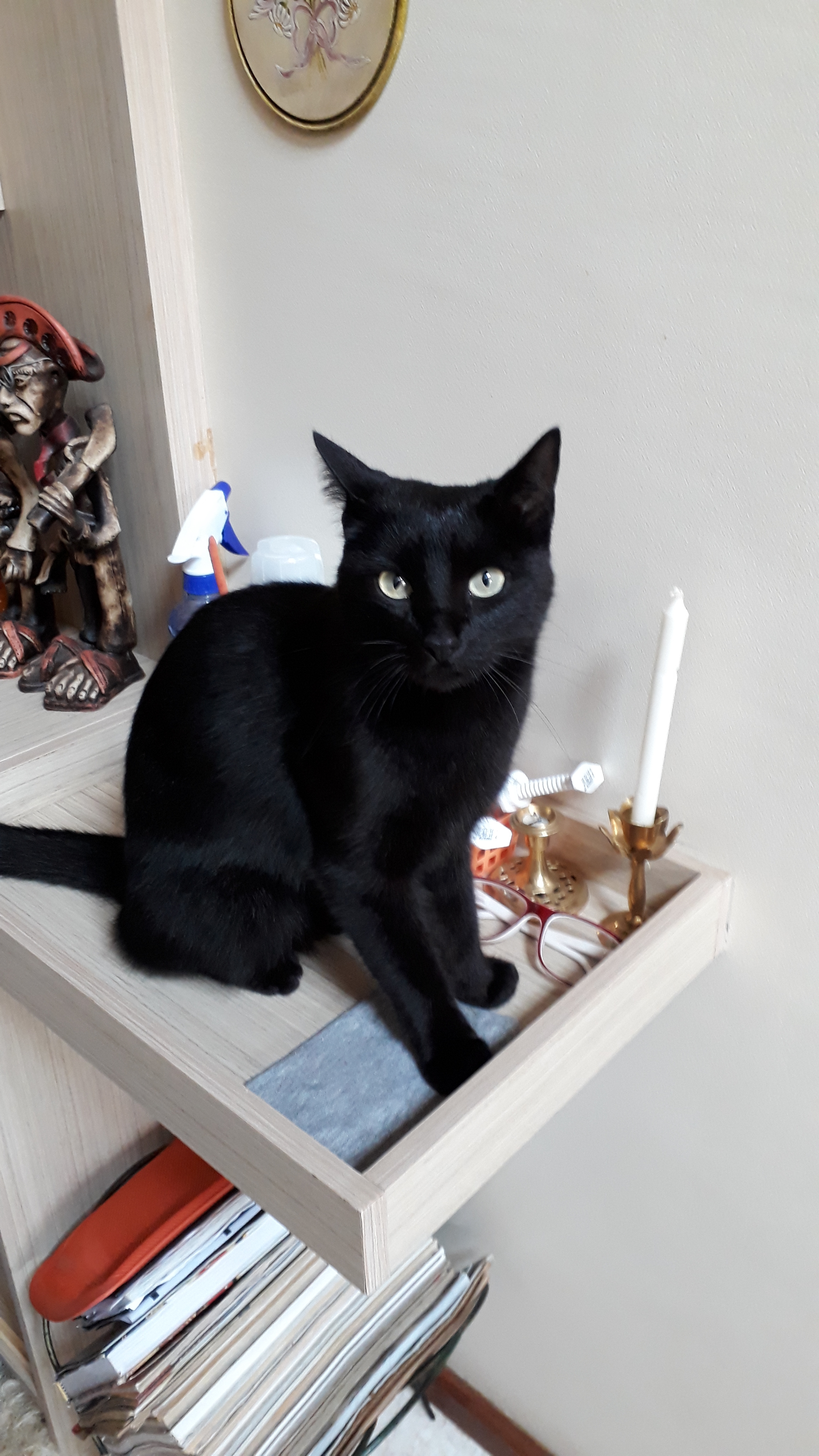 Preta Zulu Noble Iolanda Ramos Noble 