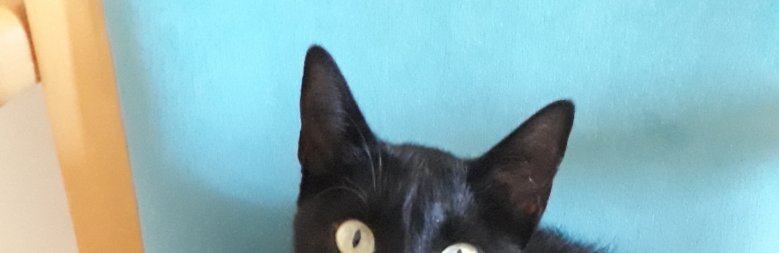 Preta Zulu NobleIolanda Ramos Noble 