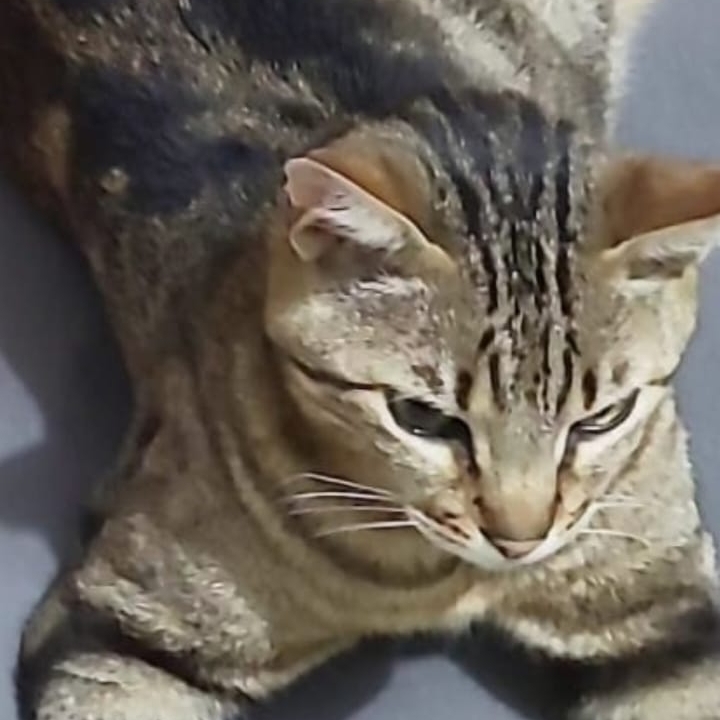 Palito Marcella Blum de Morais 