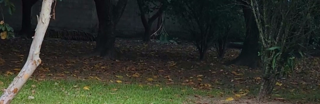 -OlafMarie Noelle Braga