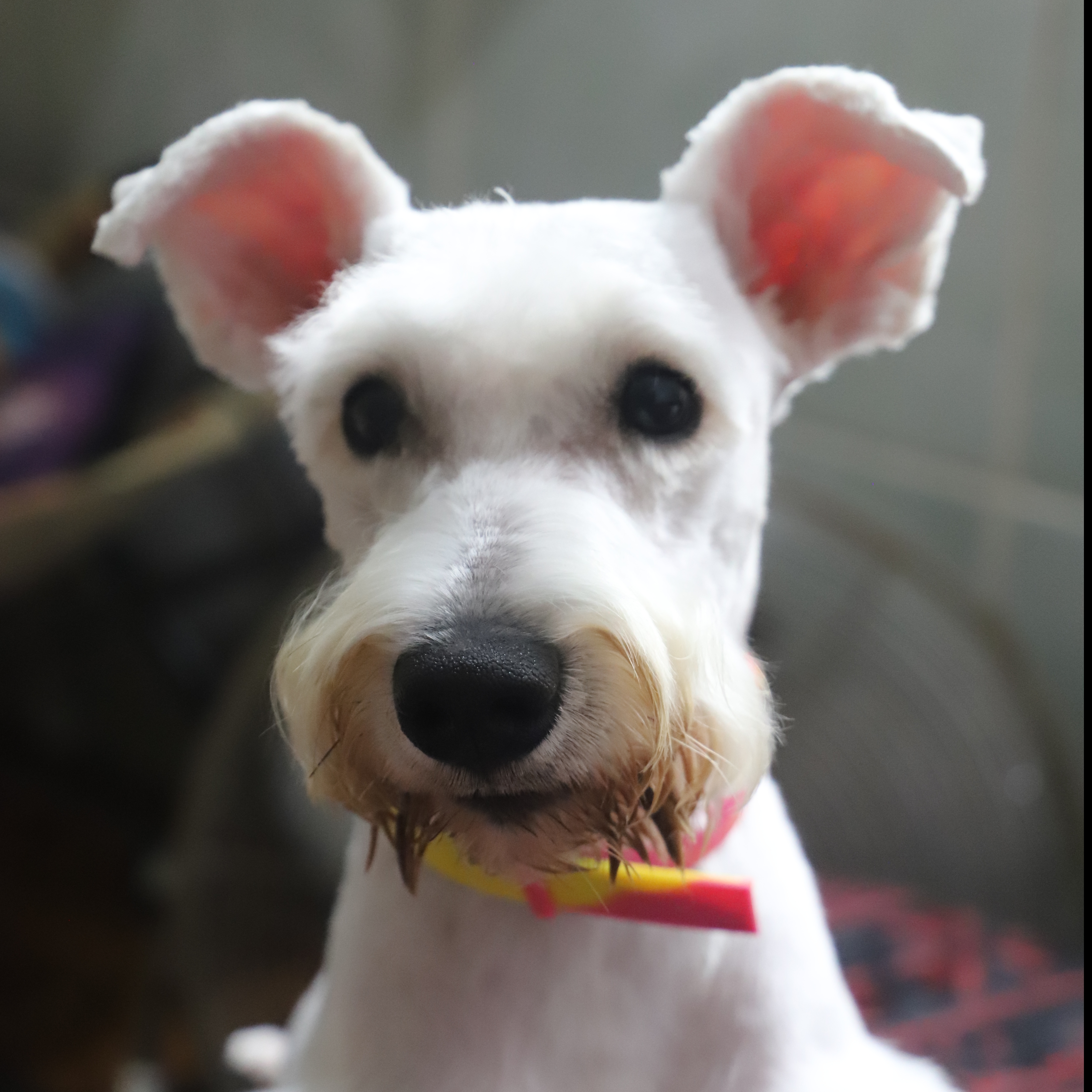 -Olaf Marie Noelle Braga