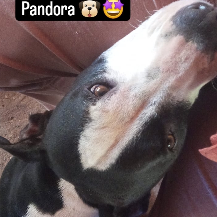Pandora Fernanda e Reginaldo