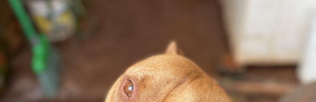 -Thor da cruz Lopes Gabrieli da cruz klamovski 