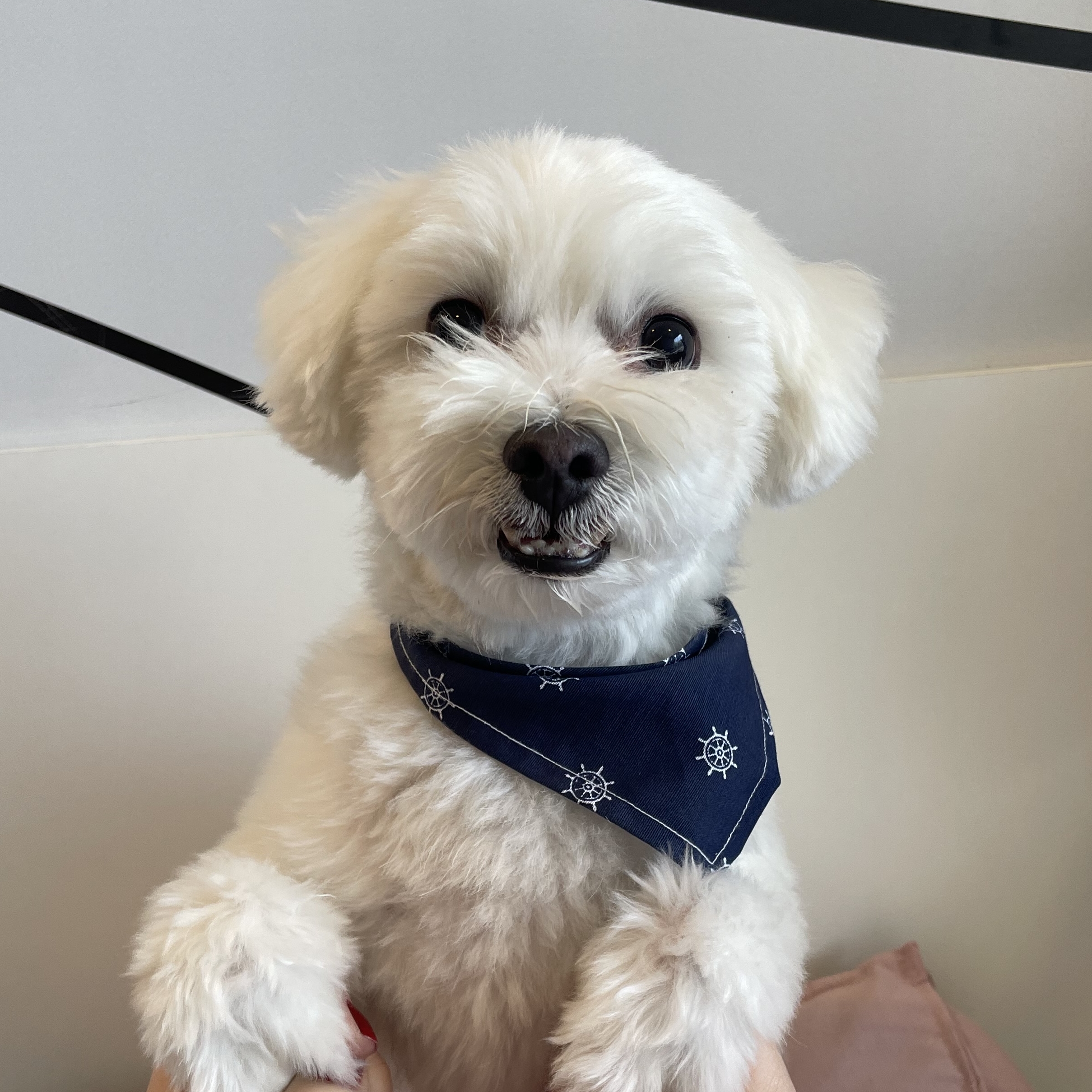 Zap Bruna Carvalho Moreira 