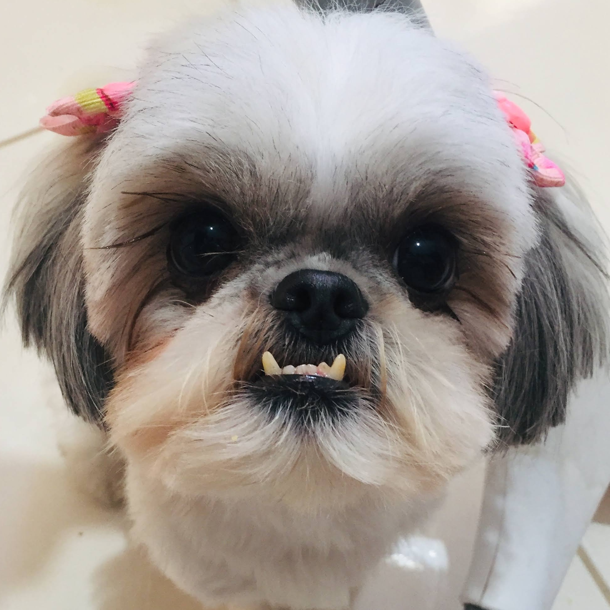 Pepita Amanda Jacomino