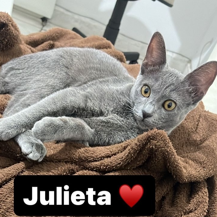 Julieta (Miau) (Juju) Simone Vecchio