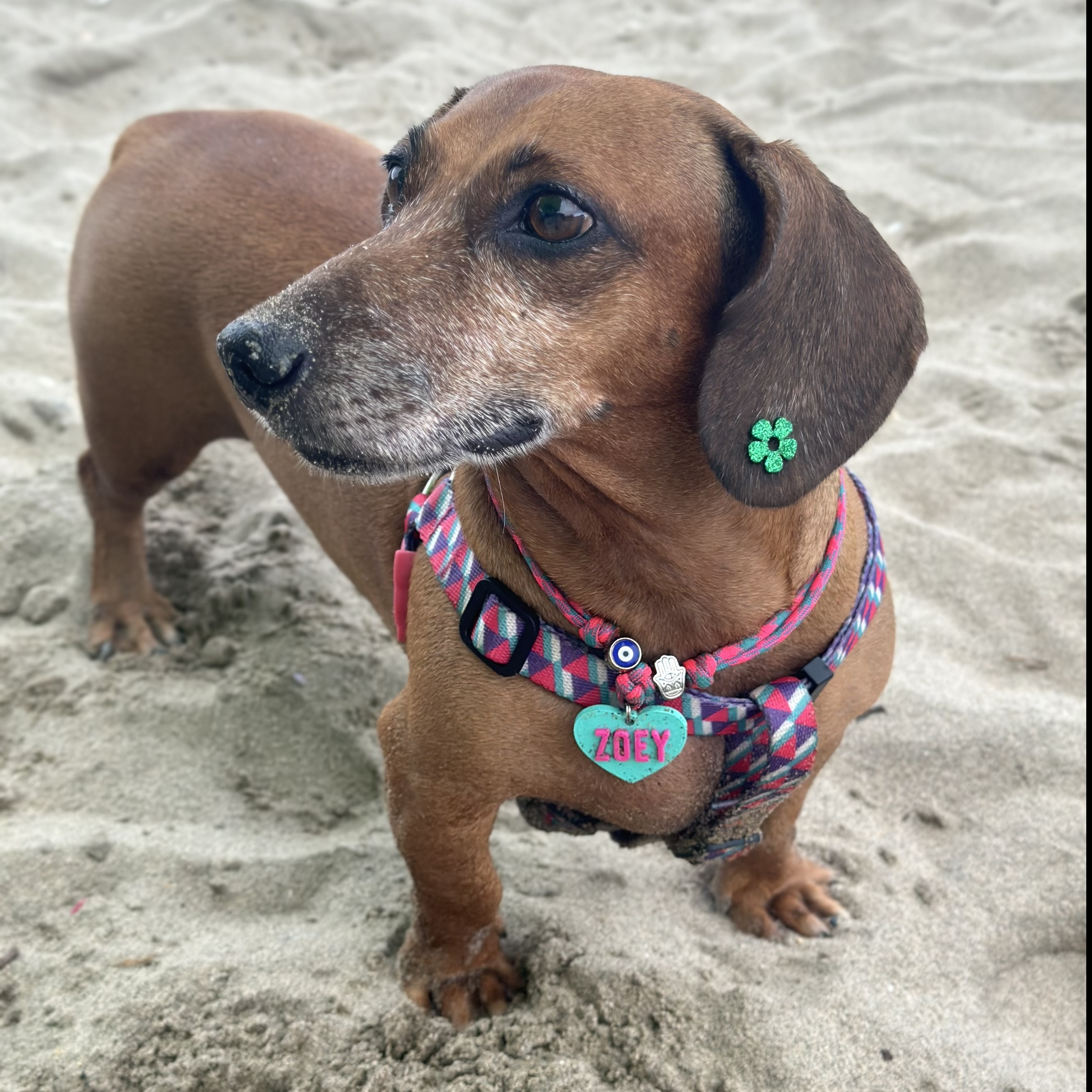 Zoey Jéssica Munhoz Vessani