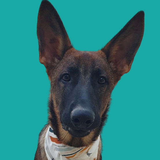 Lobo Leina e Bruno