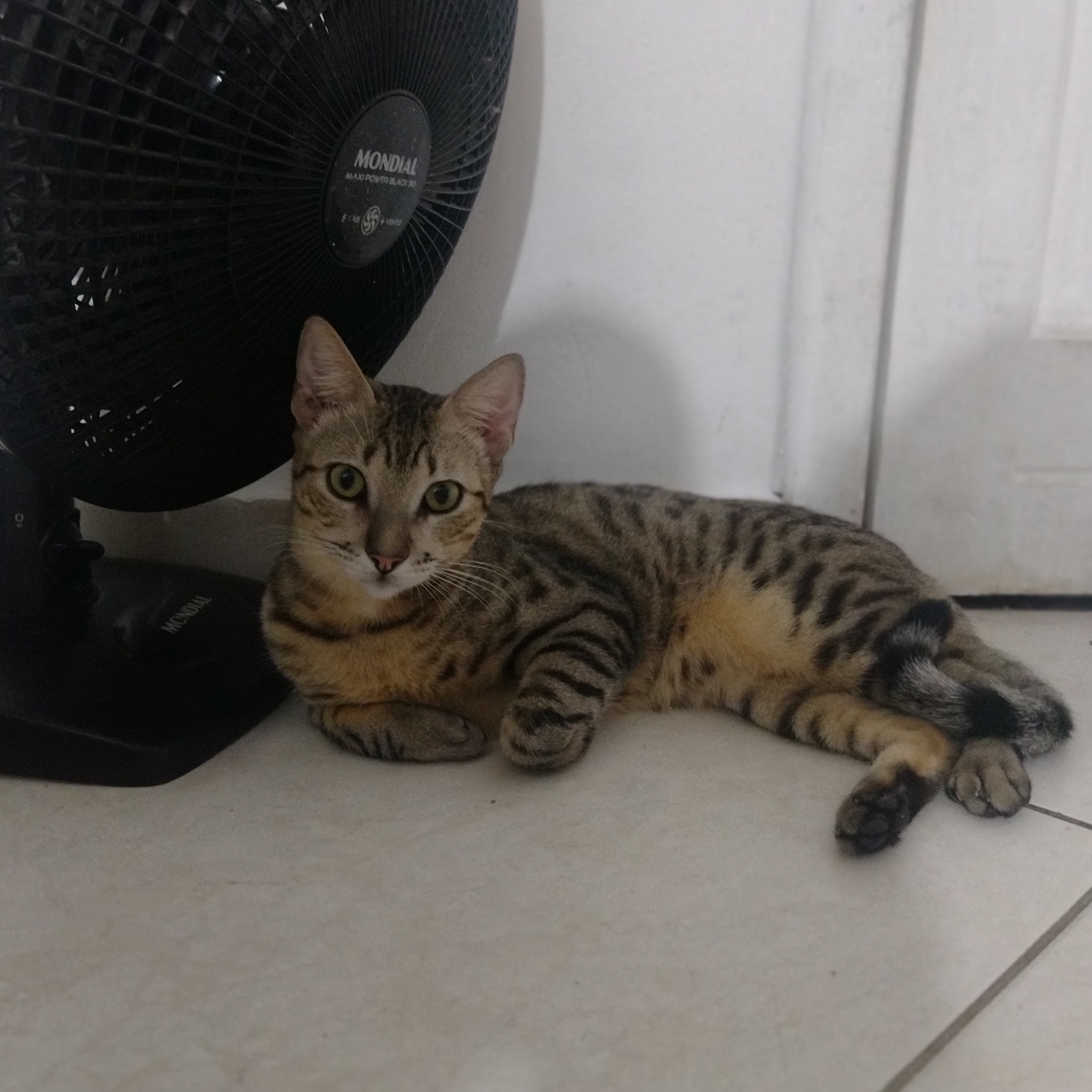 Gael Patrícia Vilas Boas 