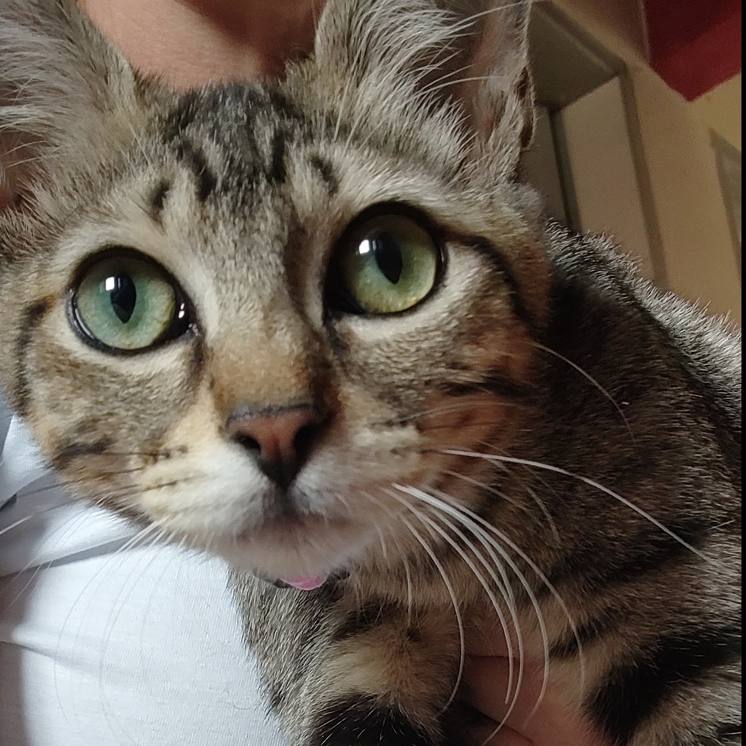 Tigresa Jessica Mariana Lopes 