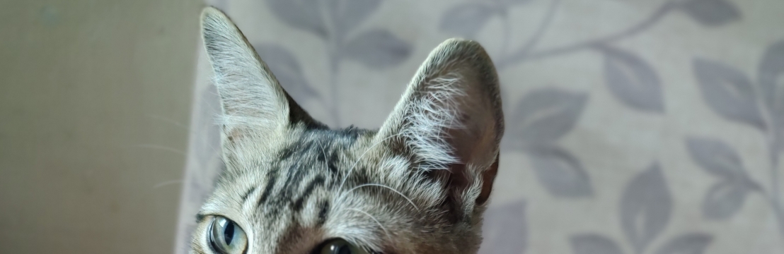 TigresaJessica Mariana Lopes 