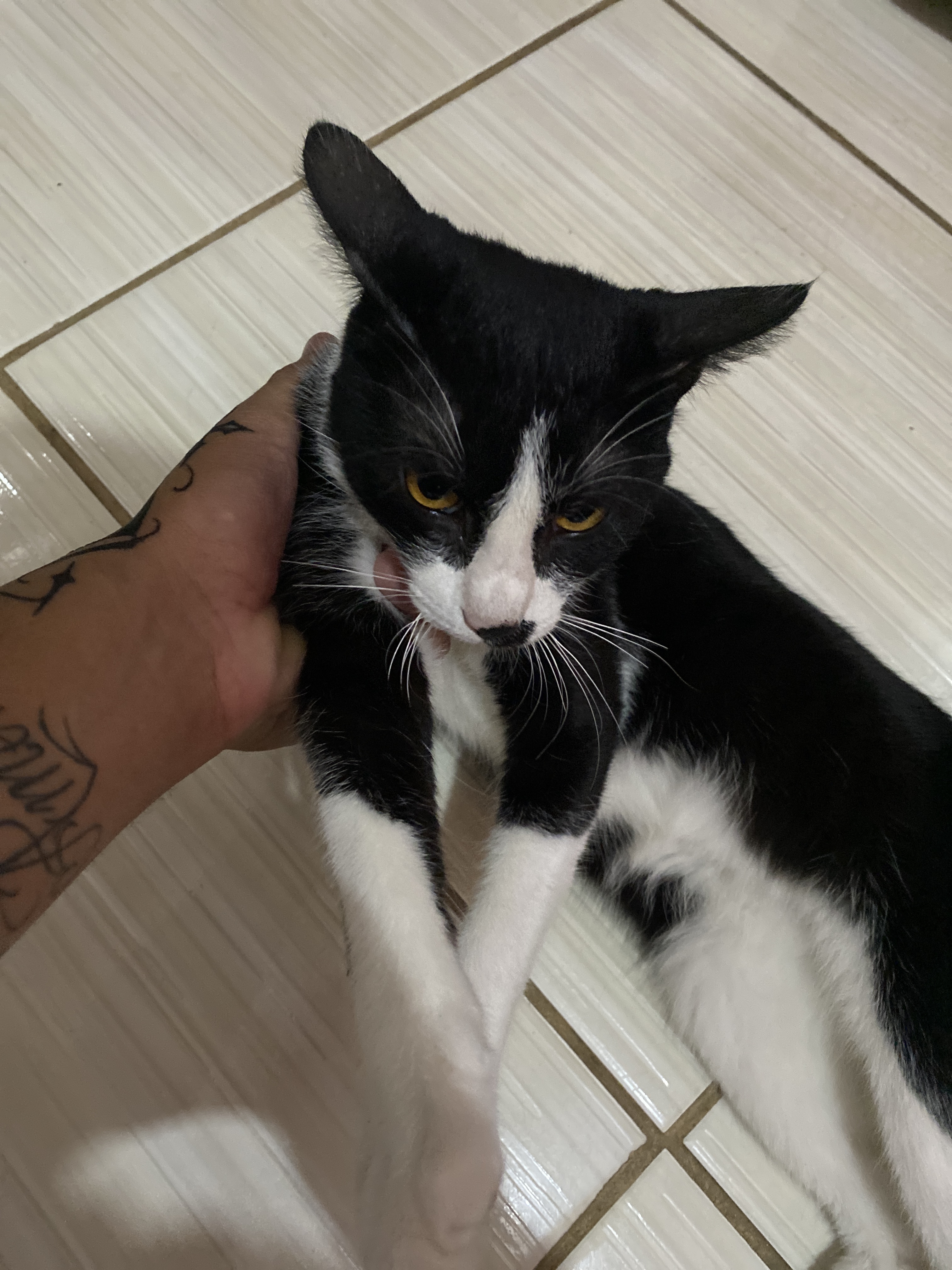 Fred, frederico  Thiago Sousa de Brito 