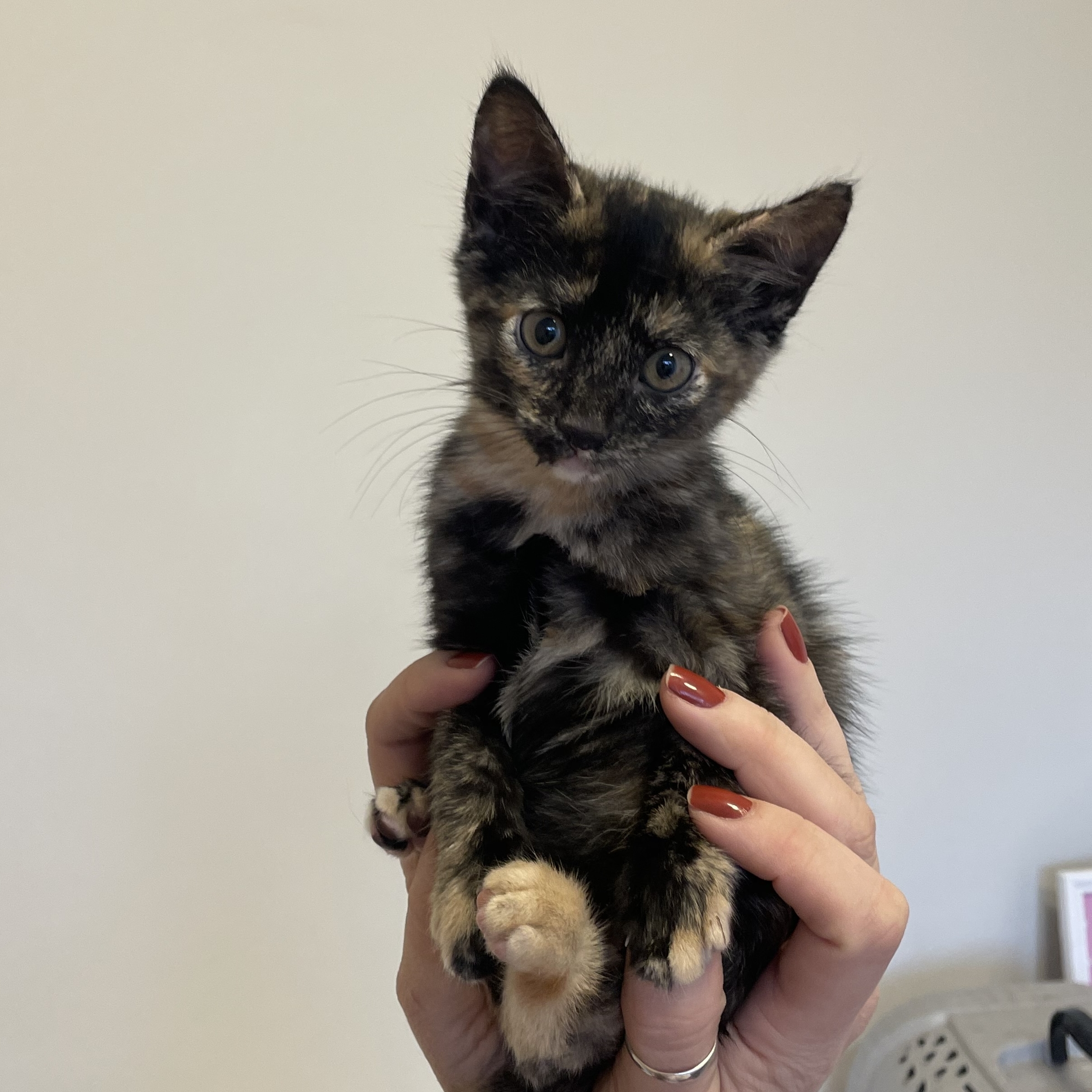 Luma Camilla Dorta de Almeida