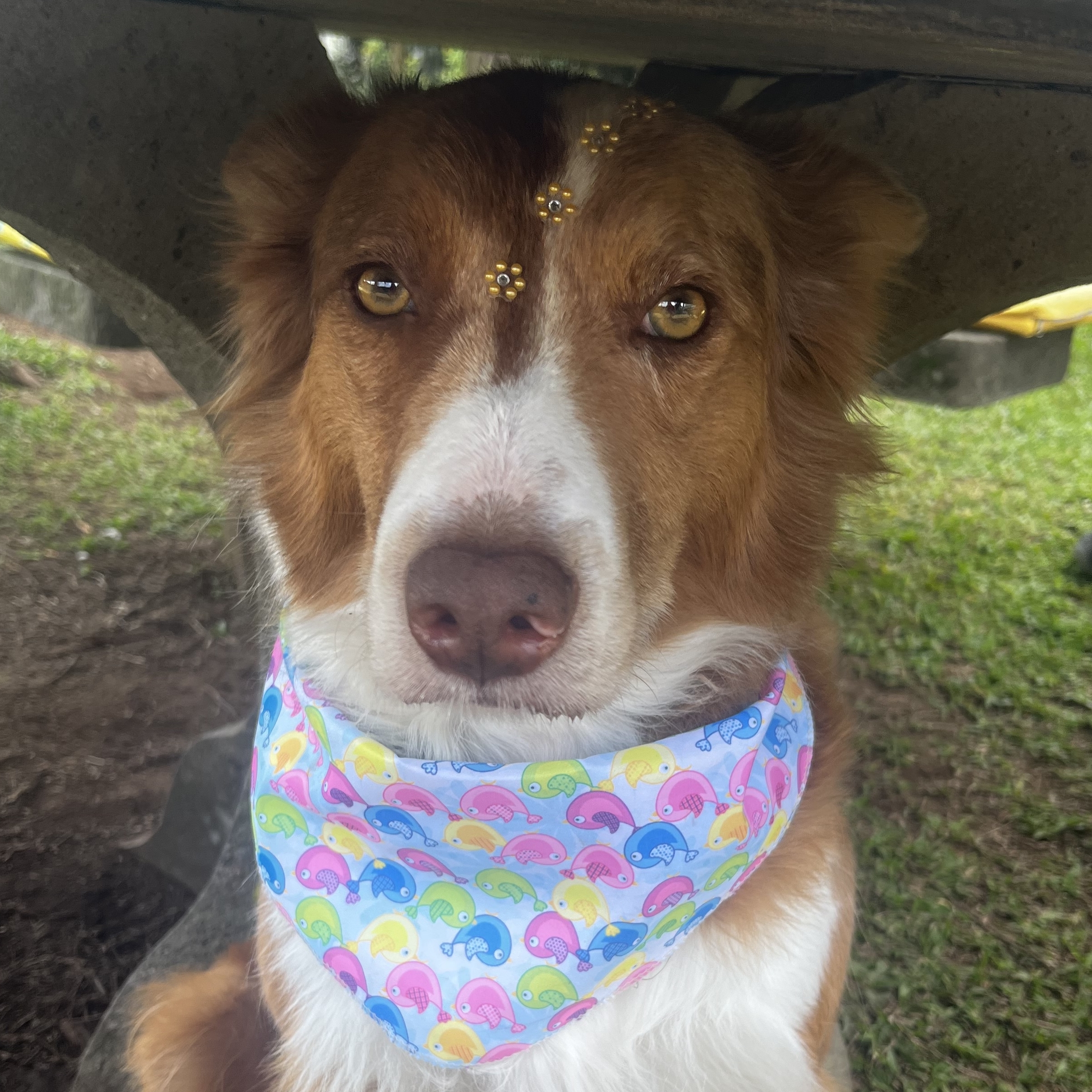 Hailey Márcio Astolfi Pedro