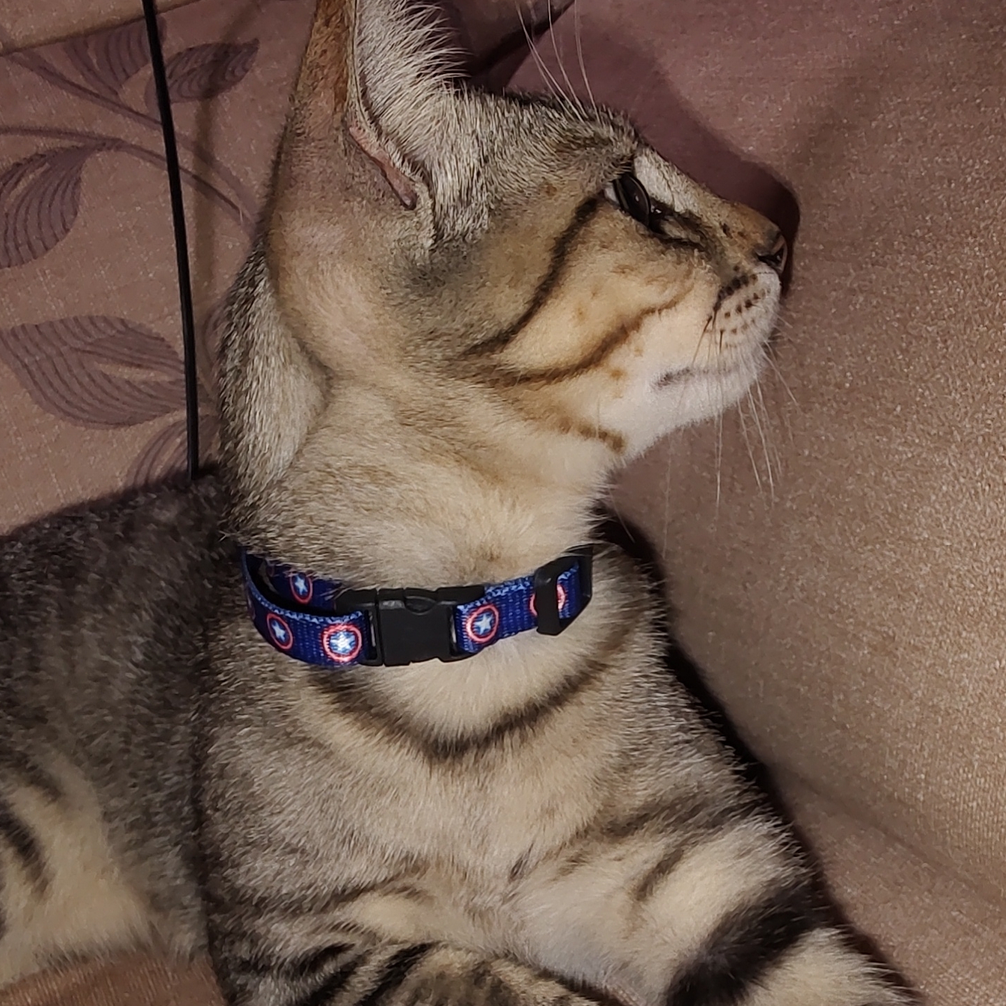 Lince Jessica Mariana Lopes 