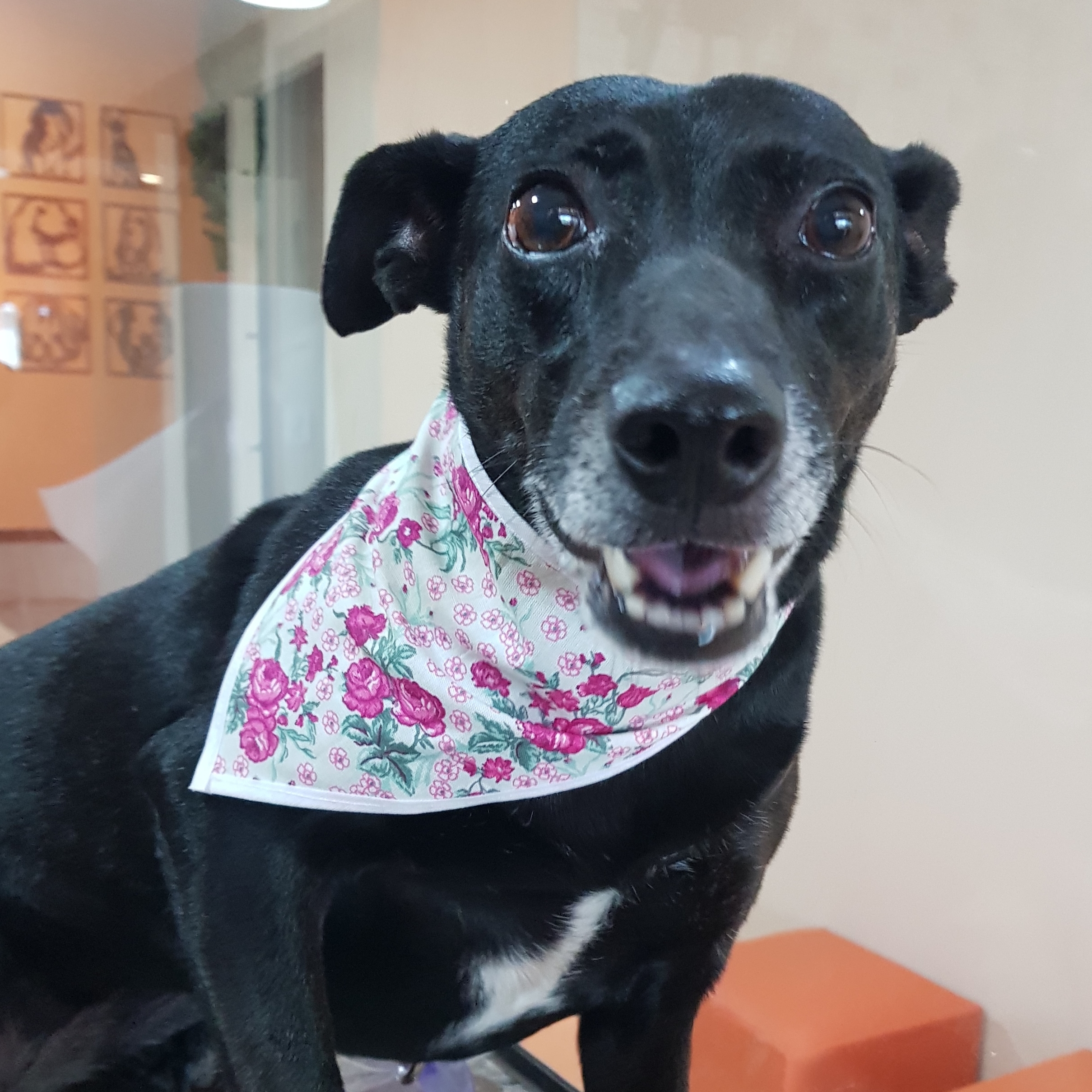 Pret&uacute;nia (preta) Raphaella Santos