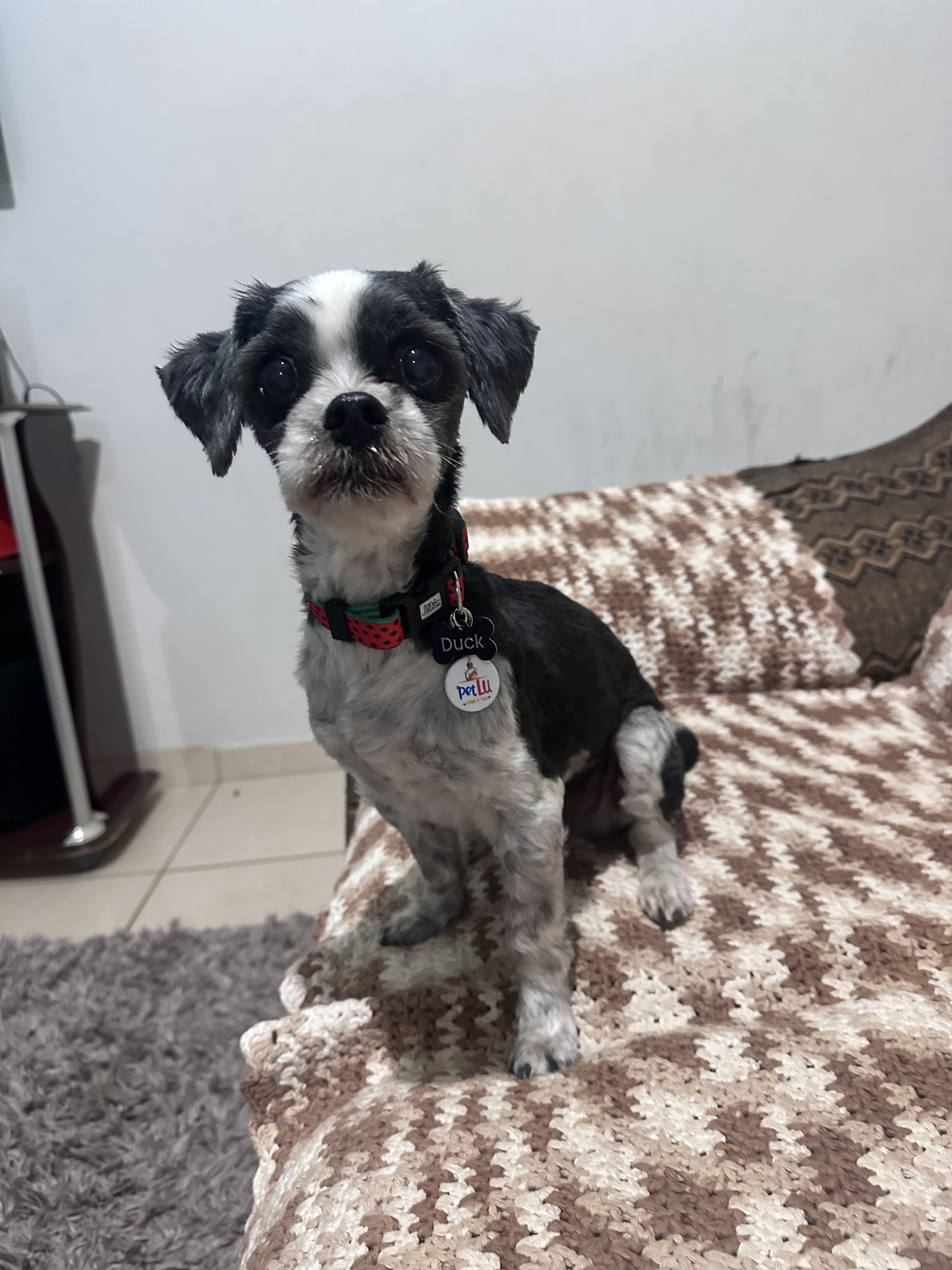 -Duck Gisele Cristina 