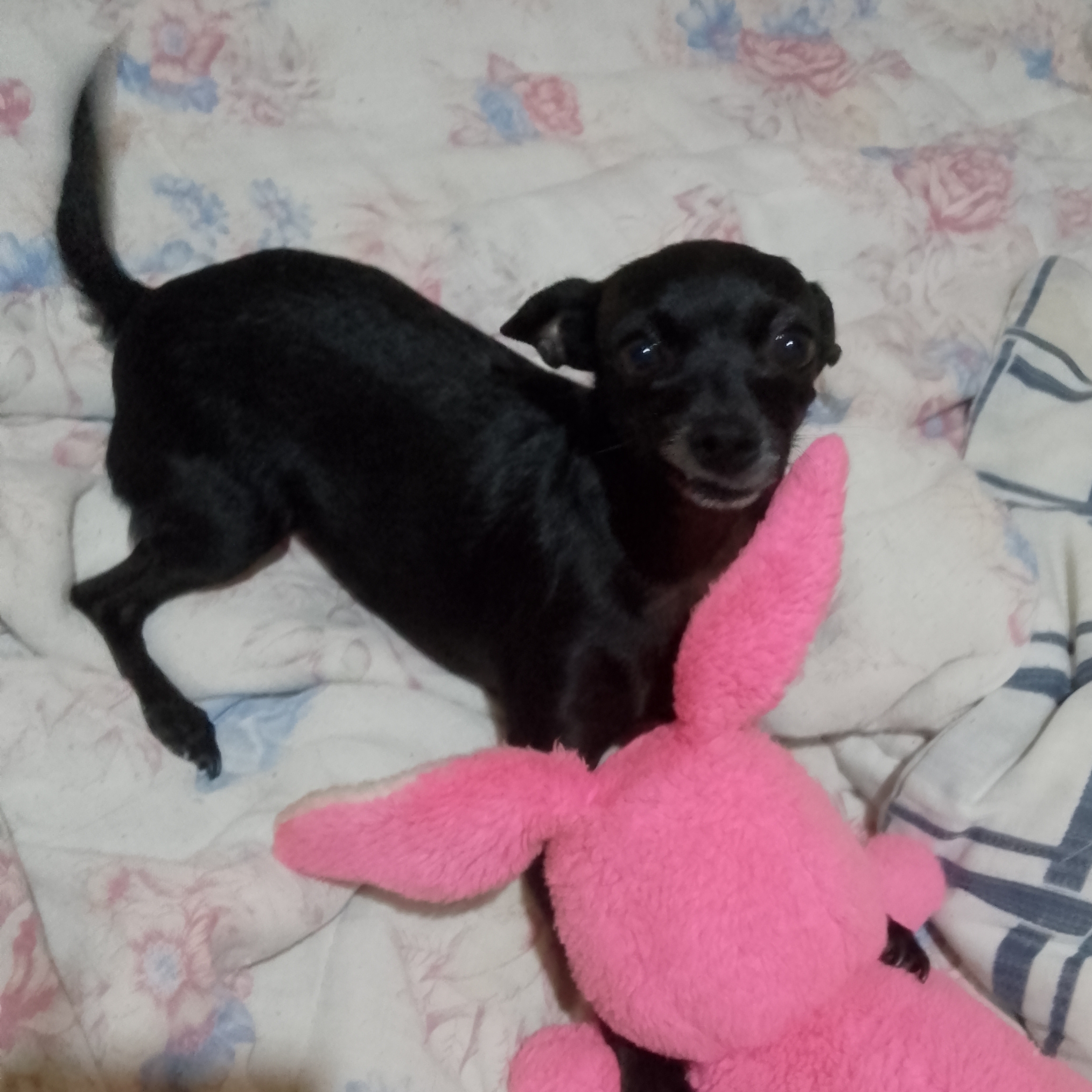 -Mel Gabriela Oliveira 