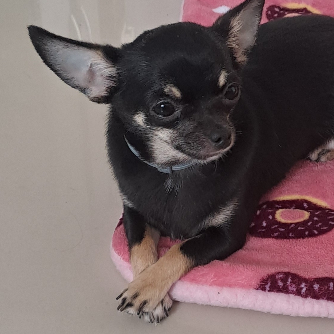 Amora Novais Sartori D'Treviso Priscila Novais dos Reis 