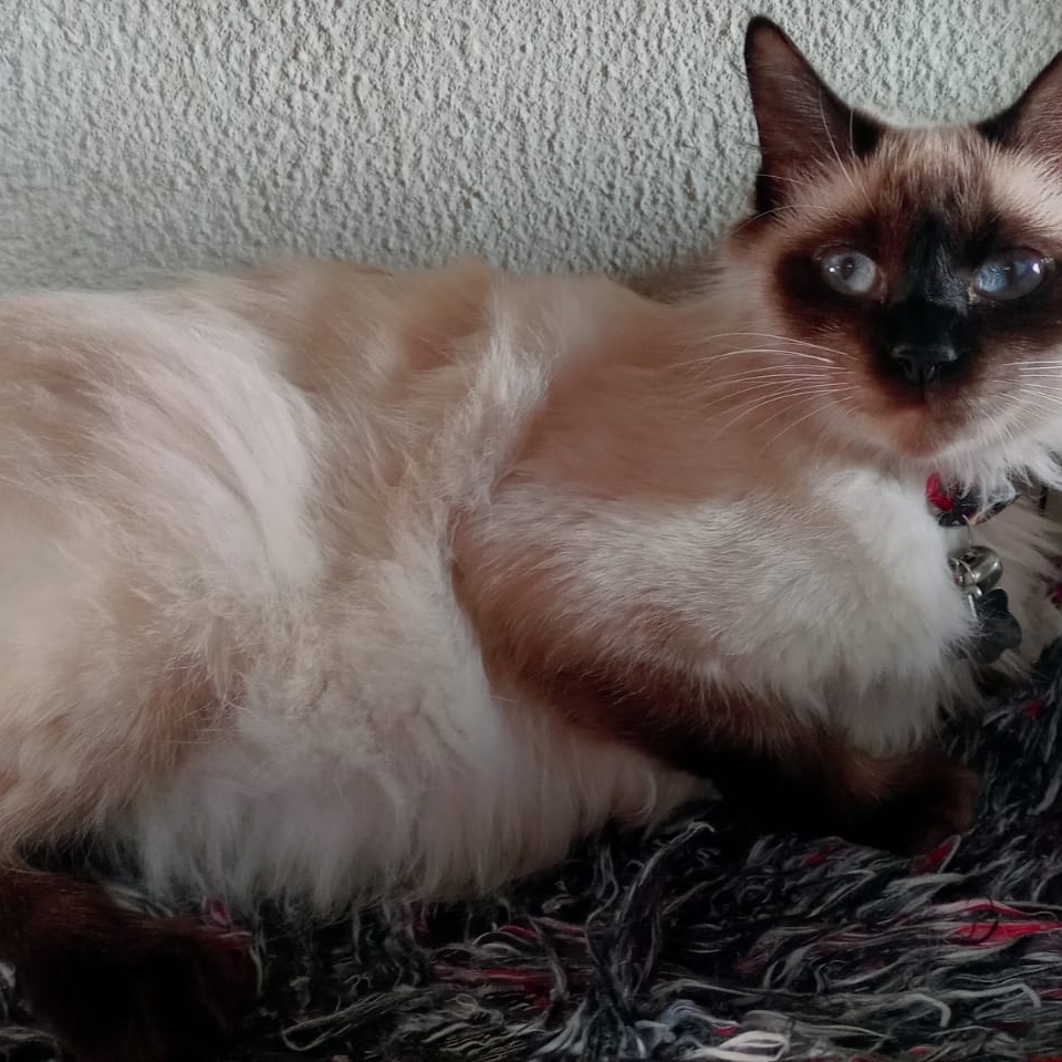 -Radija  Adriane Antunes 