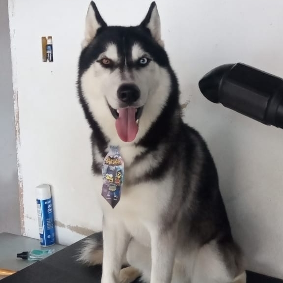 Zeus  Hugo muniz