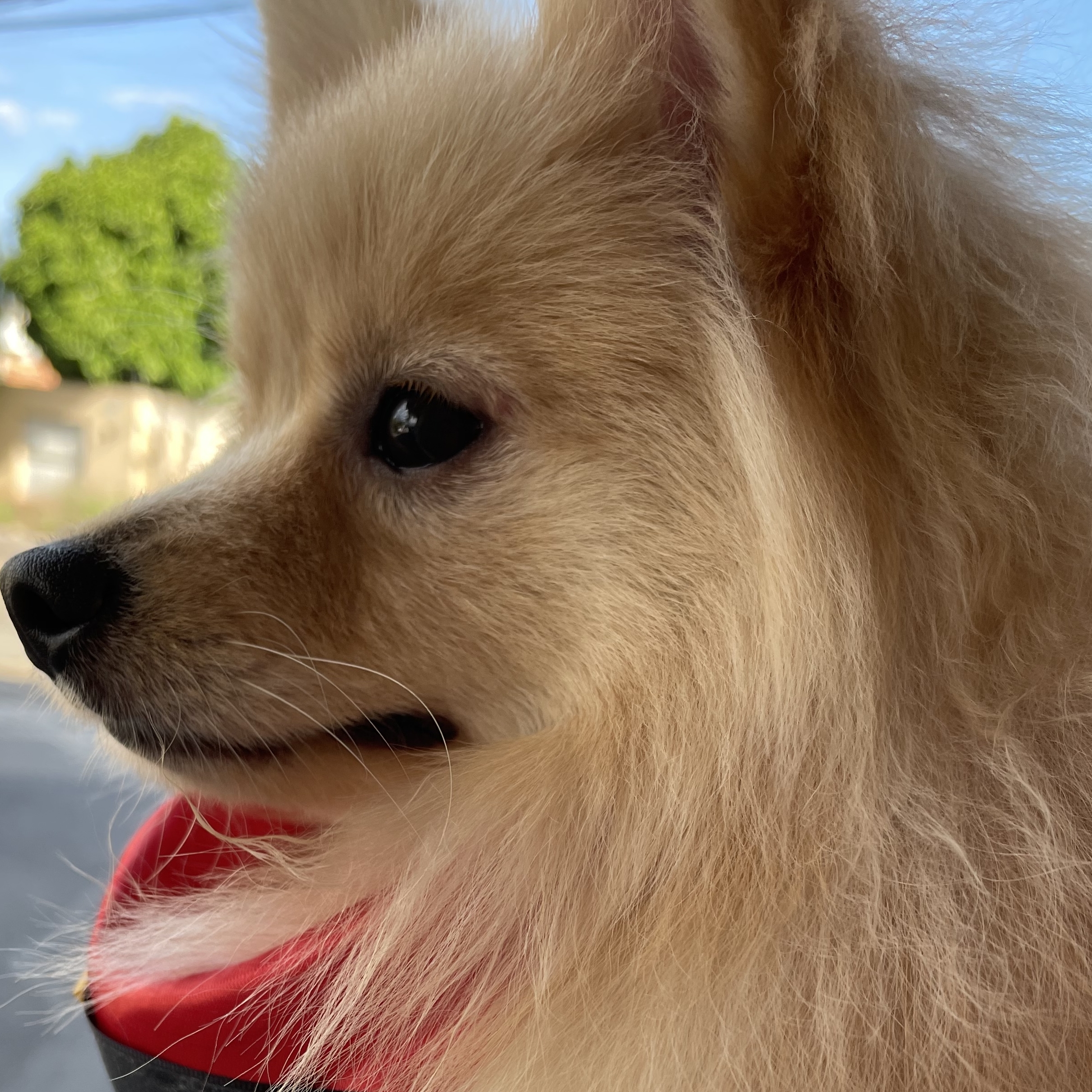 LUCKY Anna Cristina Pereira de oliveira Afonso 