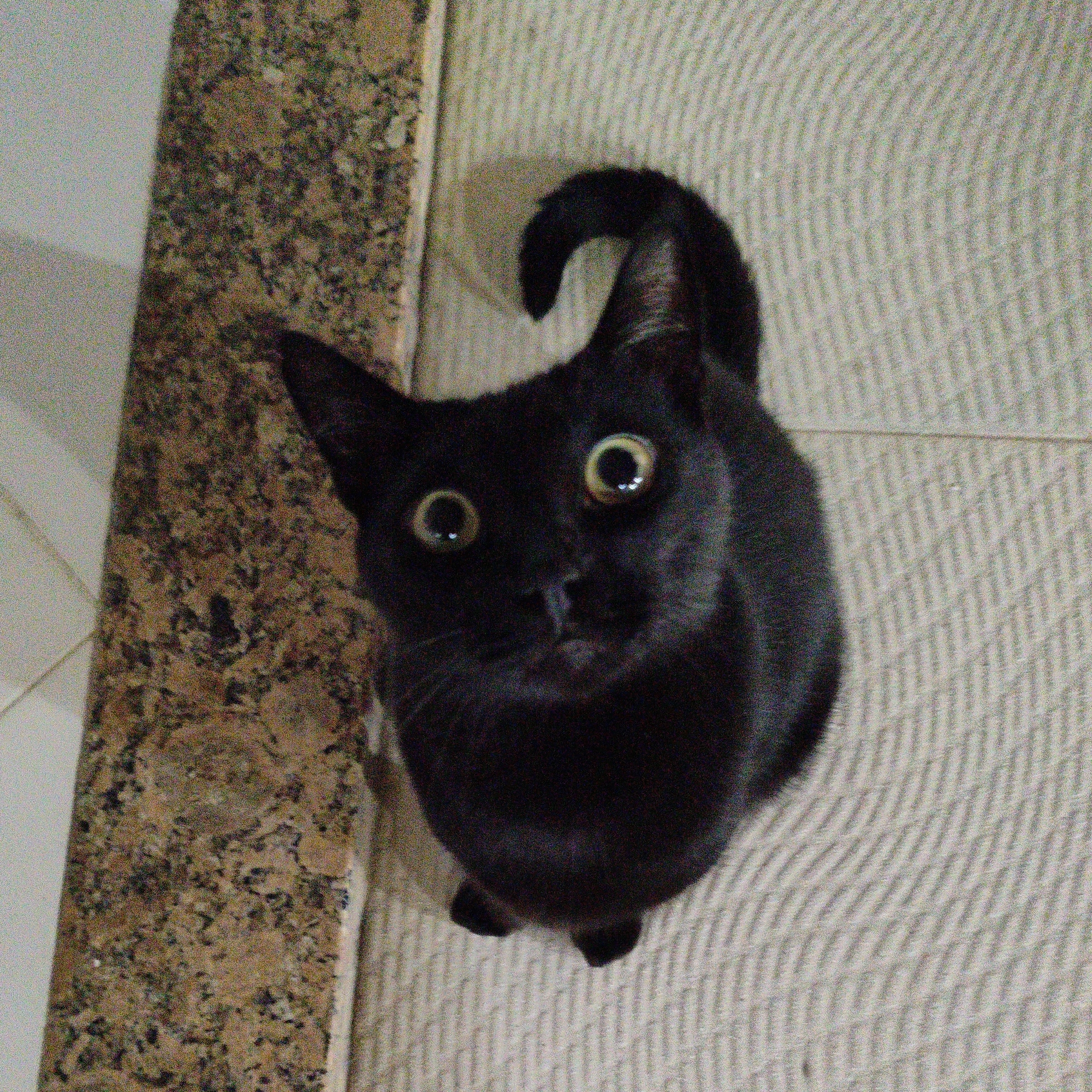 Zuko Diego Ferreira de Oliveira 