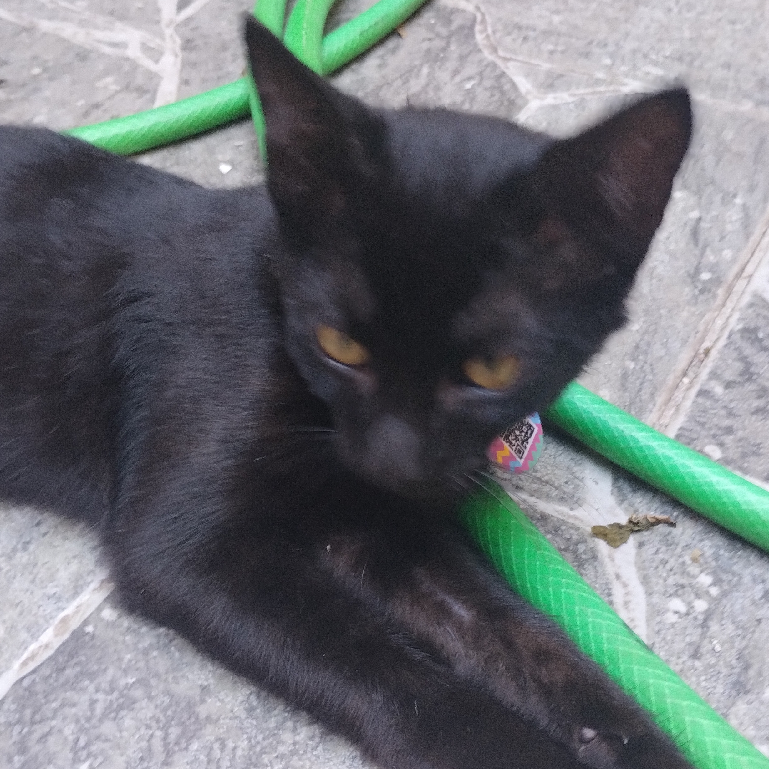 Princesa Patrícia 