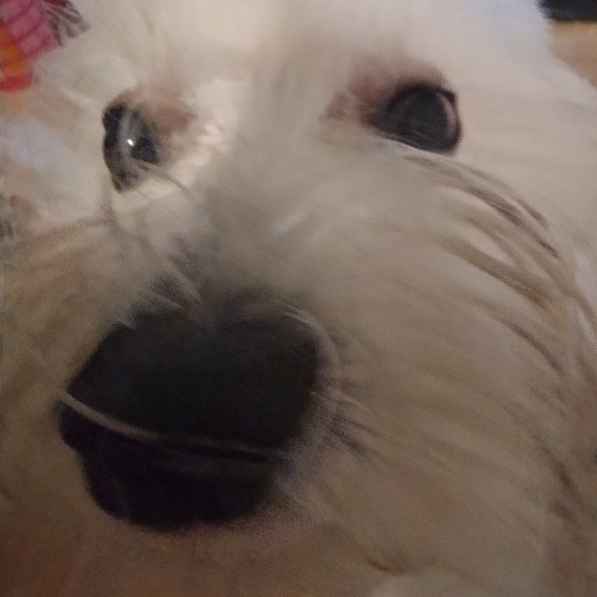 Mr. Flocos Vinícius Veronezi