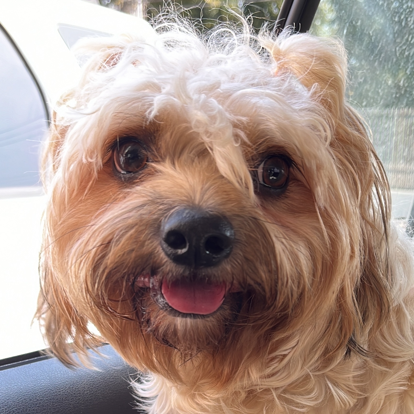 Cookie Santhias Paulo Henrique Santhias