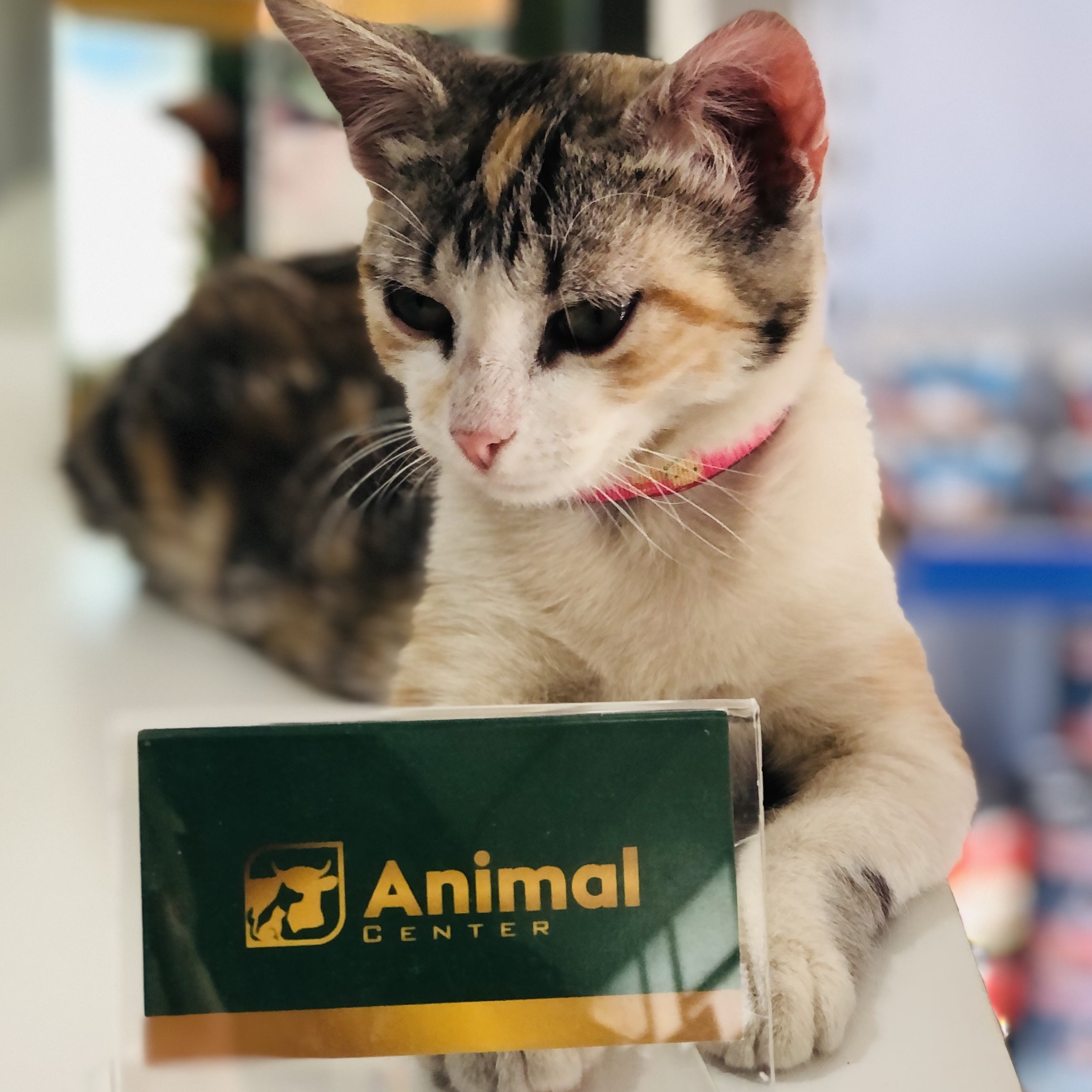 MIA Animal Center 