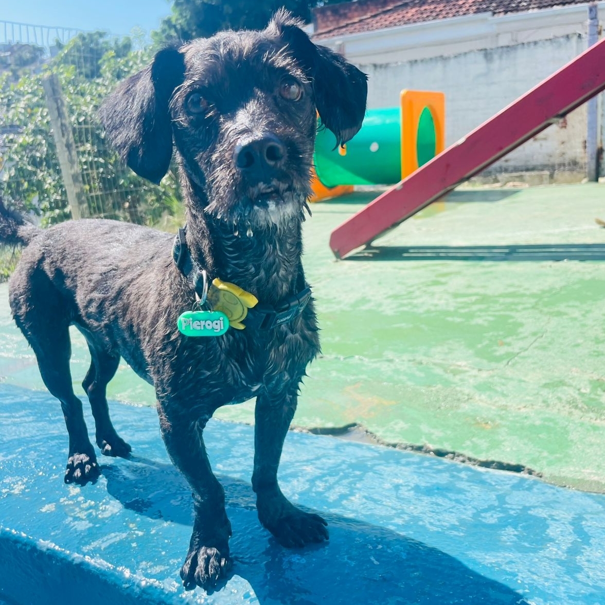 Pierogi Victor Hugo Konart