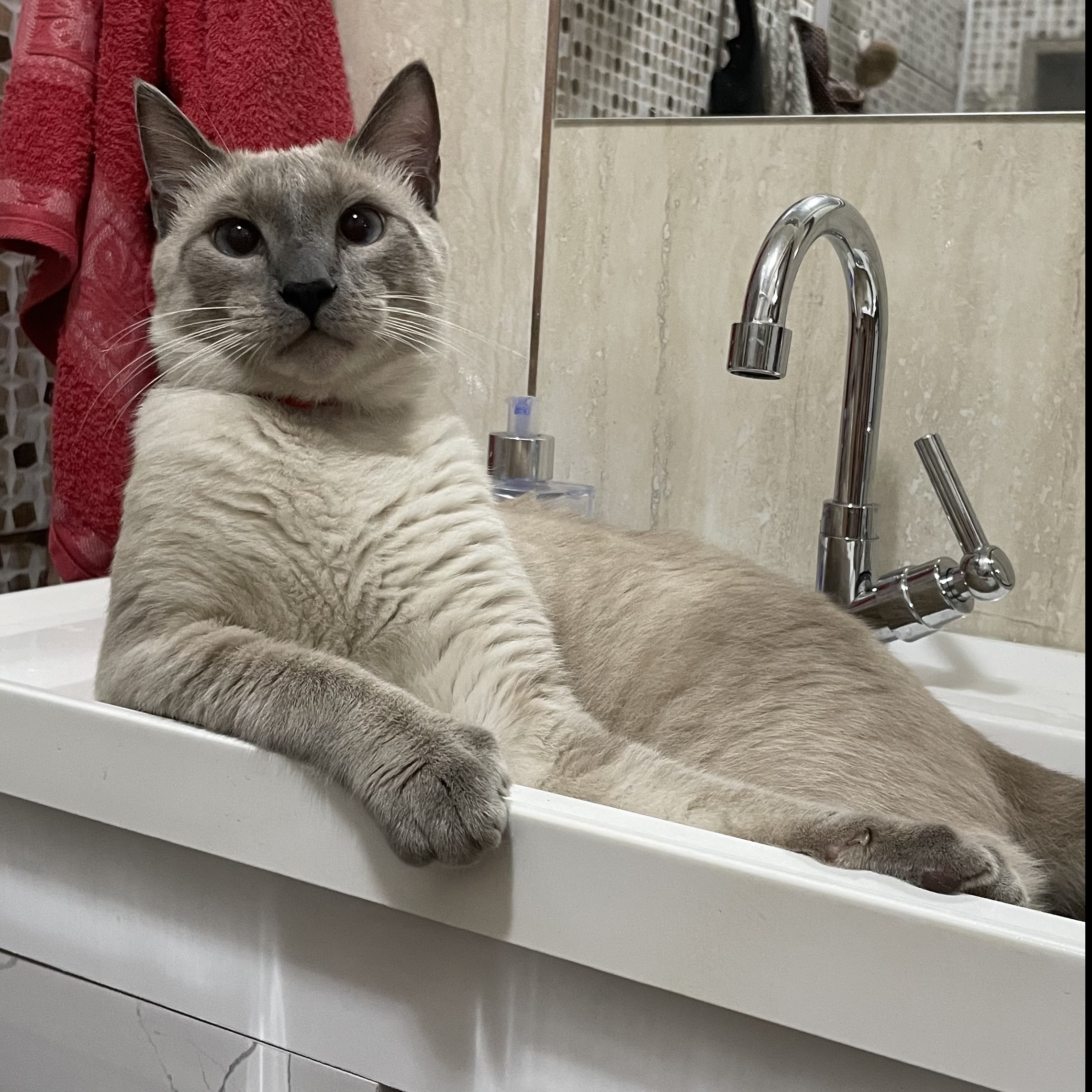 Justin Juninho Jamile Azevedo